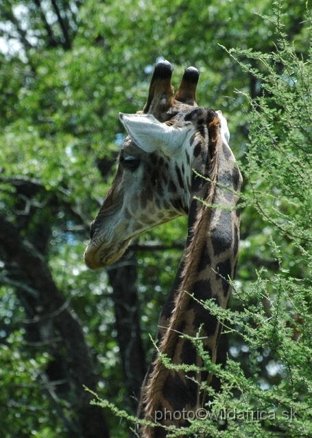 puku rsa 249.jpg - Southern or Cape Gifaffe (Giraffa camelopardalis giraffa)